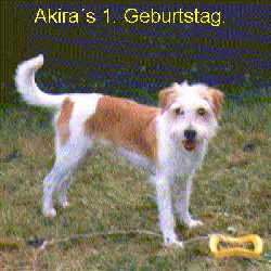 ak_12mon.jpg:Akira 12 Monate alt