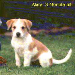 ak_3mon1.jpg:Akira 3 Monate alt