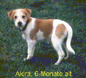 ak_6mon.jpg:Akira 6 Monate alt
