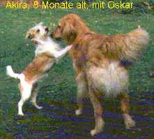 ak_8mon.jpg:Akira 8 Monate alt