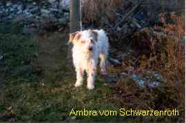 Ambra vom Schwarzenroth