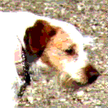 anton_1.gif:Bild von Anton