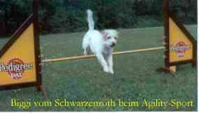 Biggi, bei Agility 