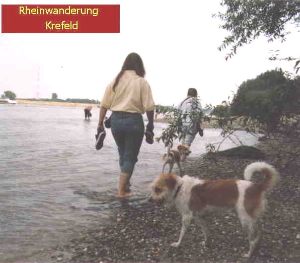 Hundewanderung im(!) Rhein