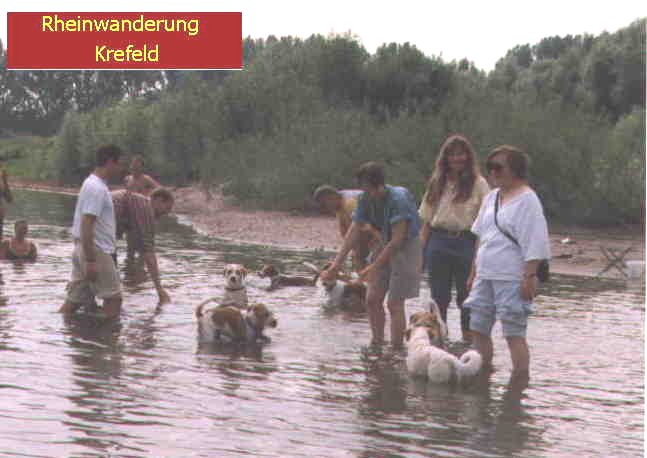 Hundewanderung am Rhein